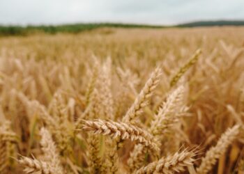 Guerra del grano tra Russia e Ucraina, l’Ue salva Kiev con +386% di importazioni