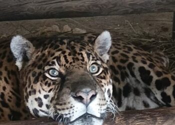 Regina compie 24 anni, ‘può essere il giaguaro più longevo al mondo’