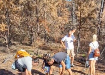 Mornese, dopo gli incendi di agosto piantati i primi arbusti in Pineta
