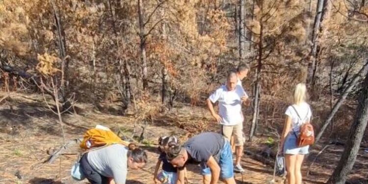 Mornese, dopo gli incendi di agosto piantati i primi arbusti in Pineta